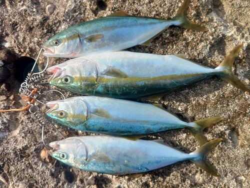 ショゴの釣果