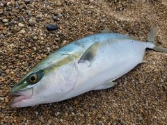 ツバスの釣果