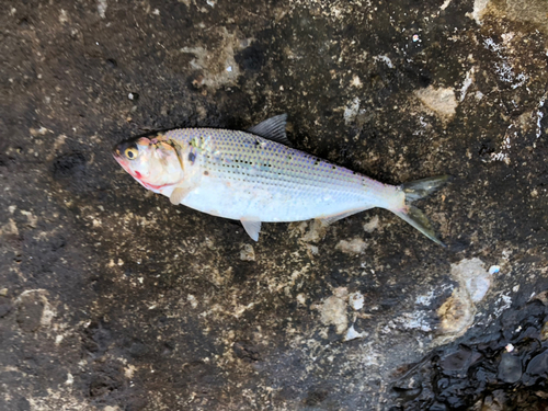 コノシロの釣果