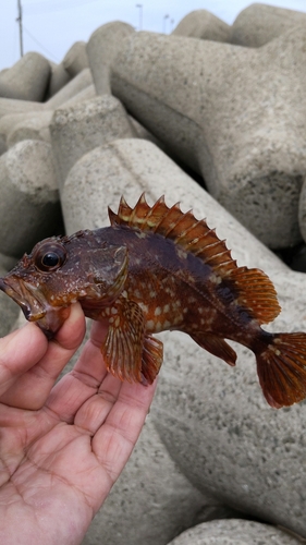 ガシラの釣果