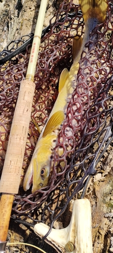 ブラウントラウトの釣果