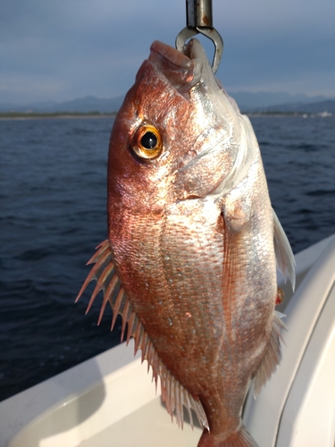 マダイの釣果