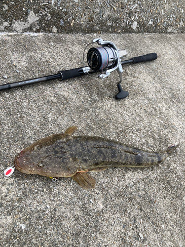 マゴチの釣果