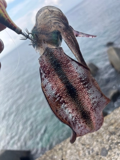 アオリイカの釣果