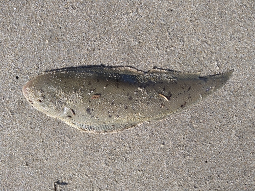 シタビラメの釣果