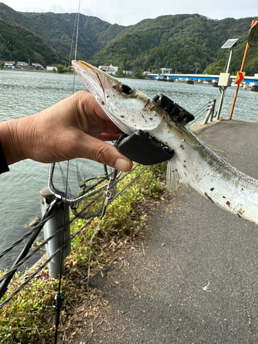 カマスの釣果