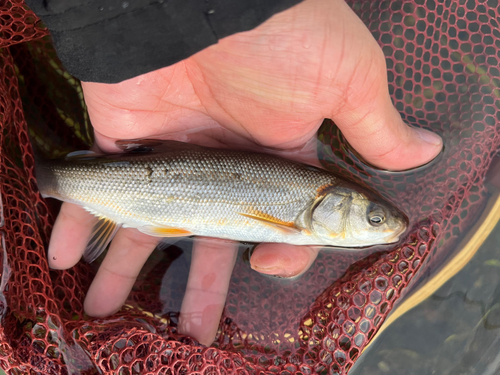 ウグイの釣果