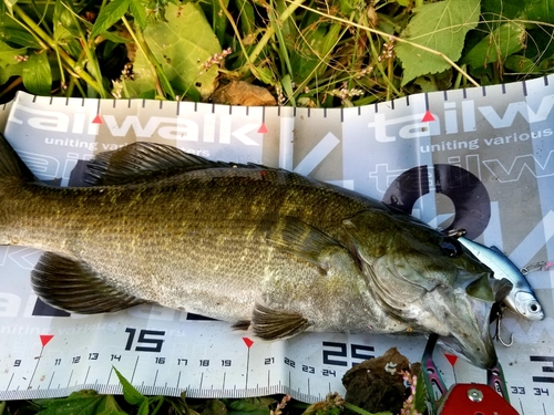 スモールマウスバスの釣果