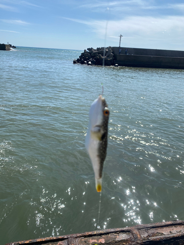 フグの釣果