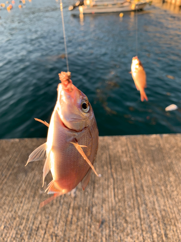 タイの釣果