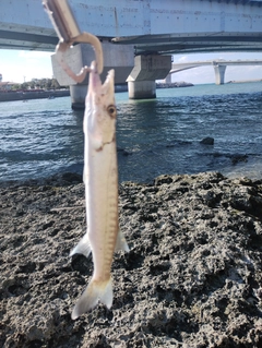 オニカマスの釣果