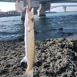 オニカマス