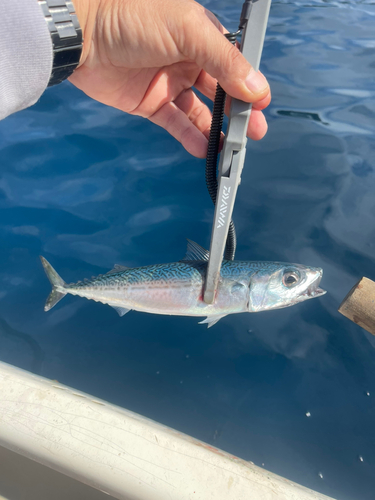 サバの釣果