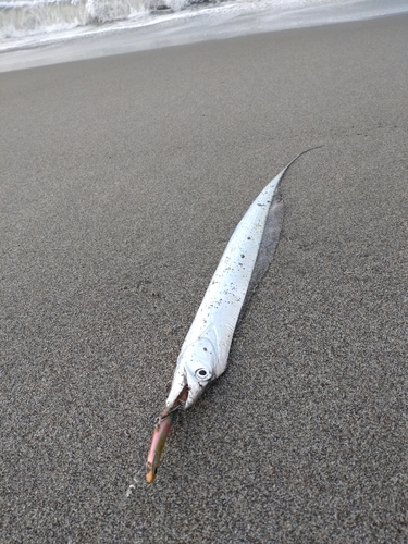 タチウオの釣果