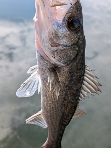 セイゴ（マルスズキ）の釣果