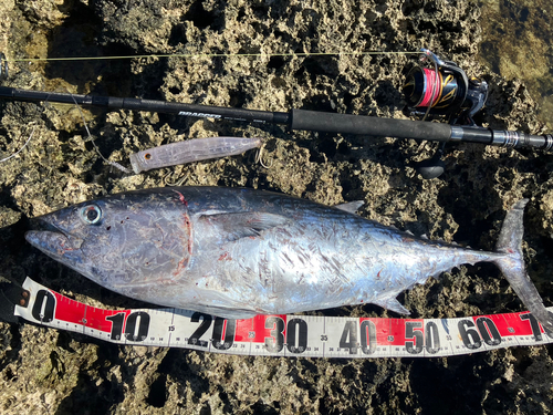 ソウダガツオの釣果