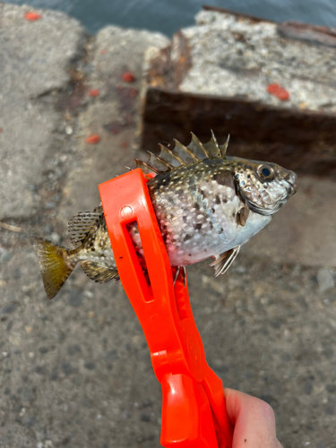 アイゴの釣果