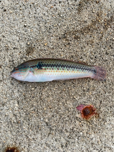 イトヒキアジの釣果