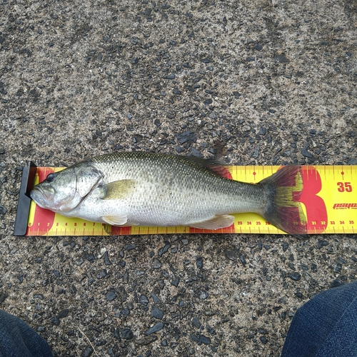 ブラックバスの釣果