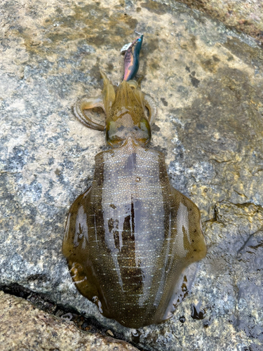 アオリイカの釣果