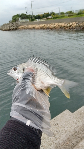 キビレの釣果