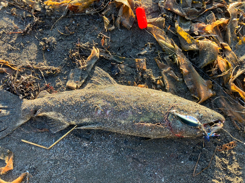 アキアジの釣果