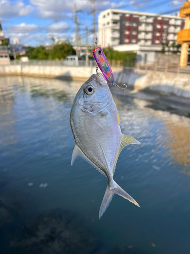 メッキの釣果