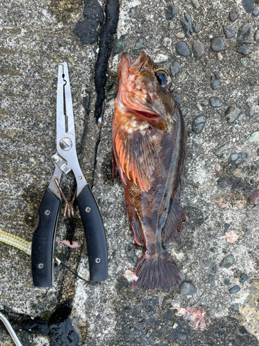 カサゴの釣果