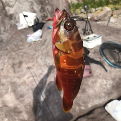 アカハタの釣果