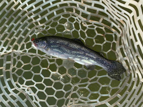 トラウトの釣果