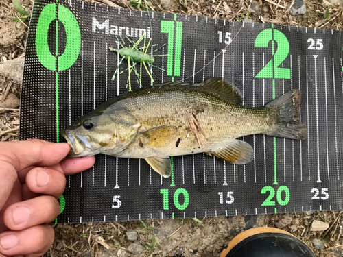 スモールマウスバスの釣果