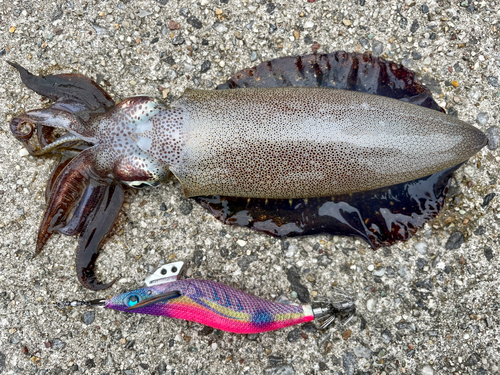 アオリイカの釣果