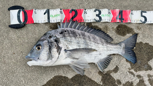 チヌの釣果