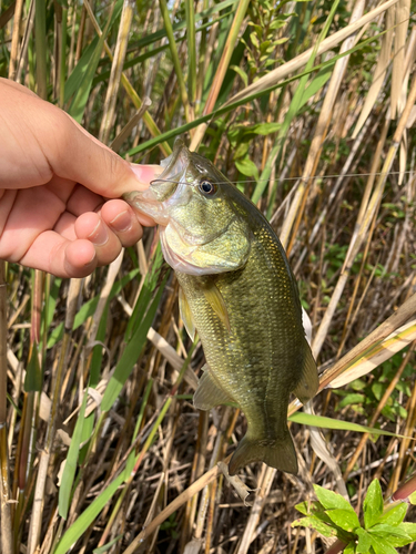 ラージマウスバスの釣果