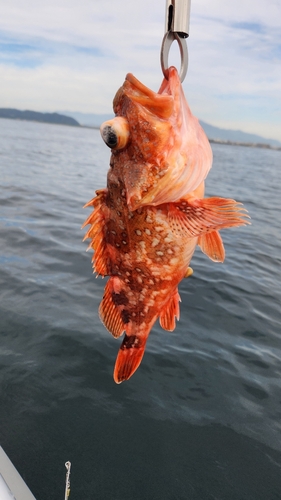 ウッカリカサゴの釣果