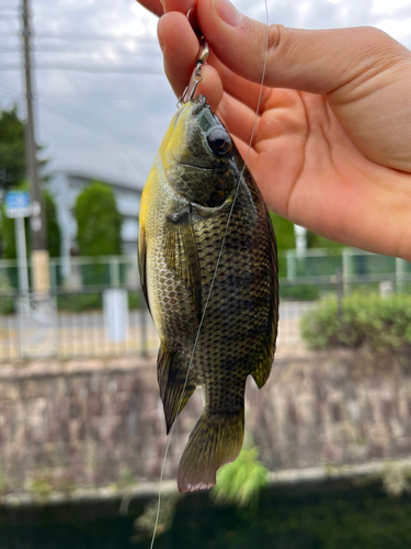 ティラピアの釣果