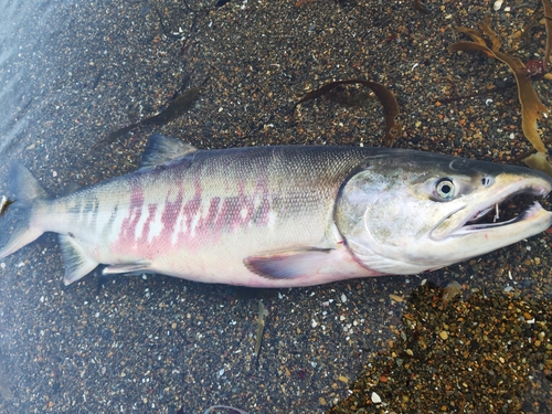 サケの釣果