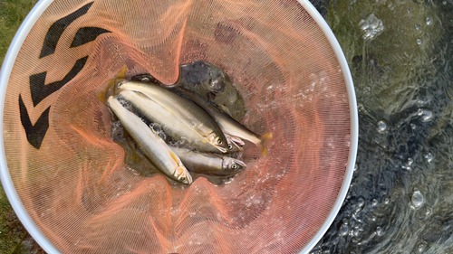 アユの釣果