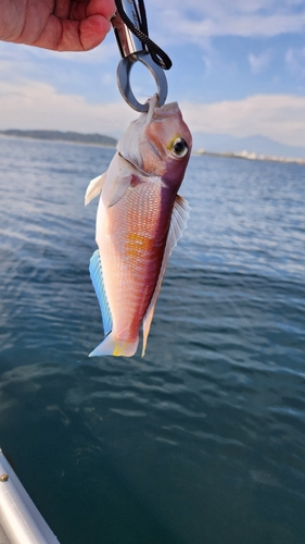 アマダイの釣果