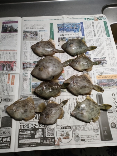 カワハギの釣果