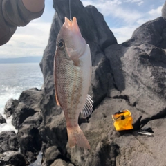 イトフエフキの釣果