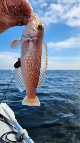 アマダイの釣果