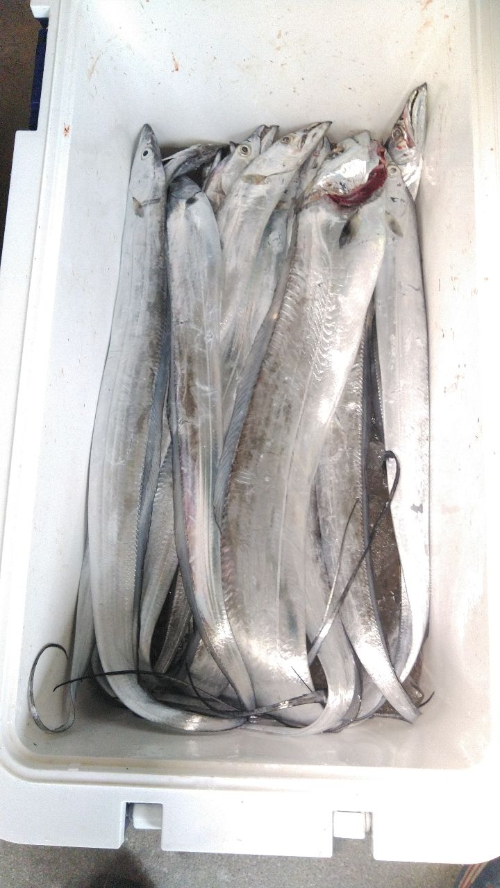 HOIHOI5963さんの釣果 2枚目の画像