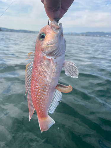 シロアマダイの釣果