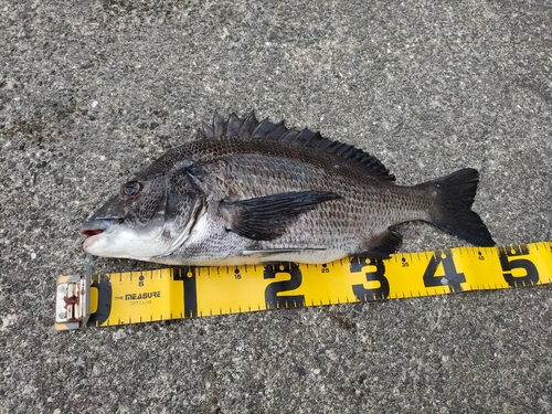 チヌの釣果