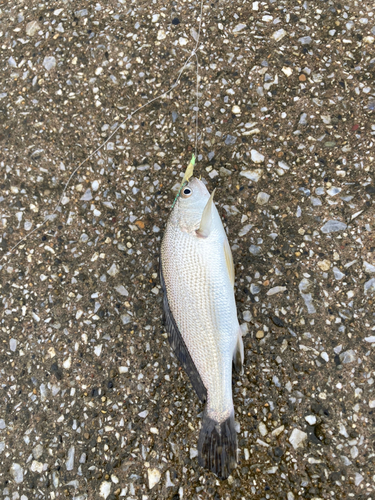 ニベの釣果