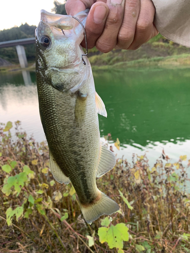 ラージマウスバスの釣果