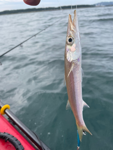 カマスの釣果