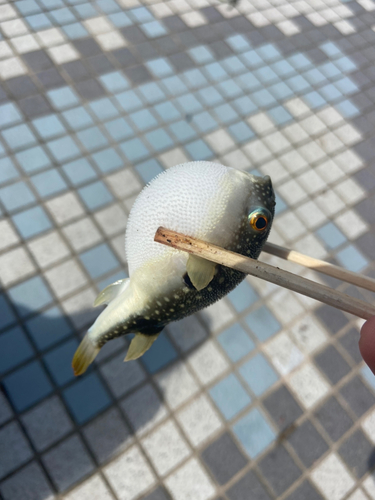 クサフグの釣果