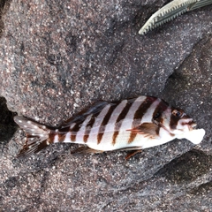 タカノハダイの釣果